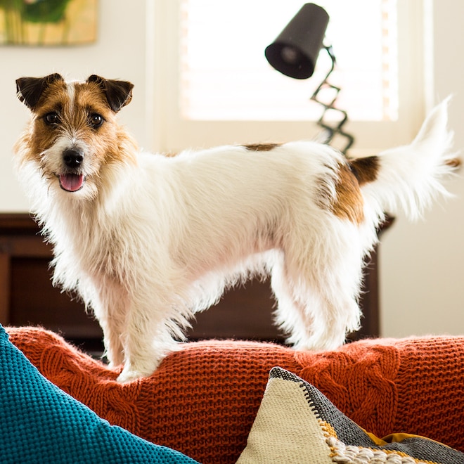 E-comm: International Dog Day Amazon
